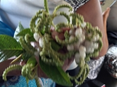 Heliotropium verdcourtii