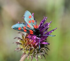 Zygaena angelicae