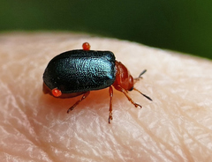 Plagiodera arizonae