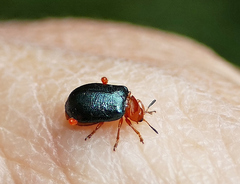 Plagiodera arizonae