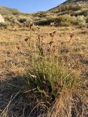 Horkeliella congdonis