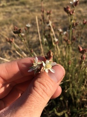 Horkeliella congdonis
