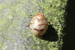 Hemisphaeriina