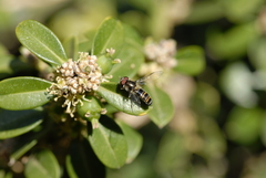 Pseudoscaeva meridionalis