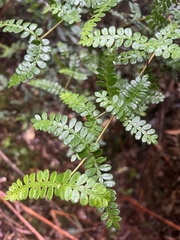 Weinmannia tomentosa