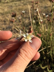 Horkeliella congdonis