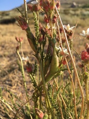 Horkeliella congdonis