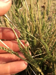 Horkeliella congdonis