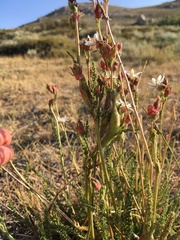 Horkeliella congdonis