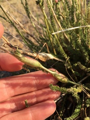 Horkeliella congdonis