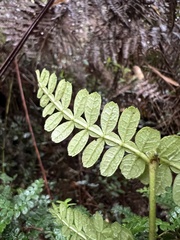Weinmannia tomentosa