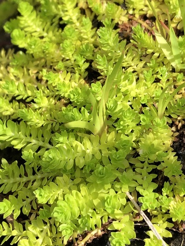 Micranthemum glomeratum