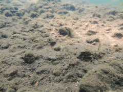 Cottus beldingii