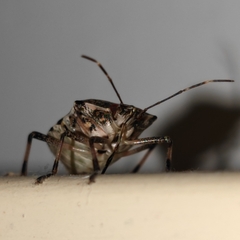 Halyomorpha halys