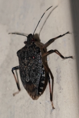 Halyomorpha halys