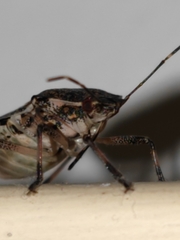 Halyomorpha halys