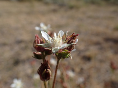 Image of Congdon's false horkelia by (c) Martin Purdy, some rights reserved (CC BY)
