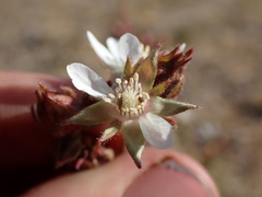 Horkeliella congdonis