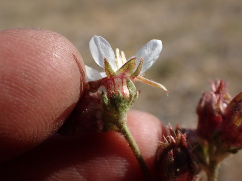 Image of Congdon's false horkelia by (c) Martin Purdy, some rights reserved (CC BY)