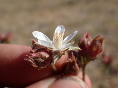 Horkeliella congdonis