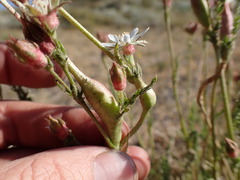 Horkeliella congdonis