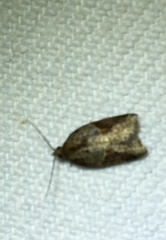 Acleris laterana