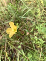 Ludwigia maritima
