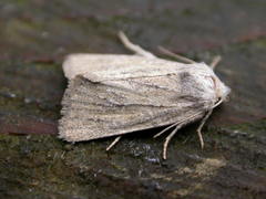 Photedes fluxa