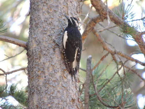 iNaturalist observation photo of Williamson's Sapsucker