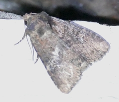 Mesoligia furuncula