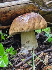 Boletus edulis grandedulis