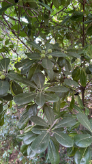 Pittosporum tobira