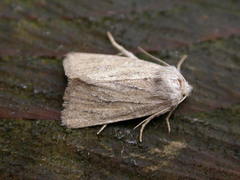 Photedes fluxa