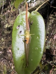 Pleurothallis microcardia