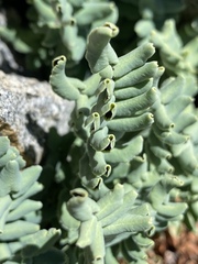 Pellaea bridgesii image
