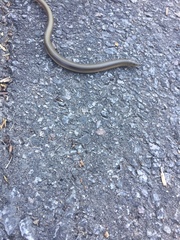 Ophisaurus ventralis