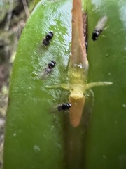 Pleurothallis microcardia