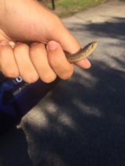 Ophisaurus ventralis