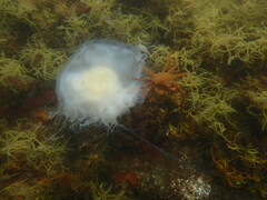 Phacellophora camtschatica