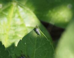 Xyphon reticulatum