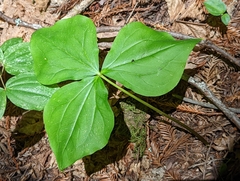 Trillium ovatum