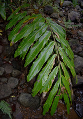 Alpinia arctiflora
