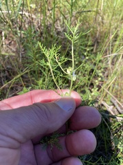 Proserpinaca pectinata