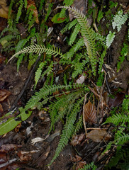 Blechnum medium