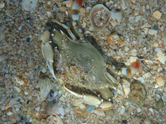 Callinectes ornatus