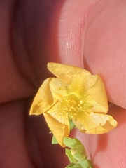 Hypericum denticulatum