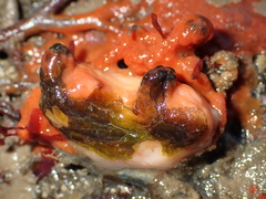 Cnemidocarpa bicornuta