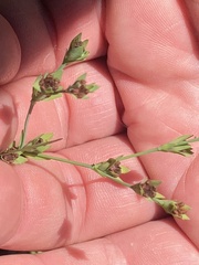 Hypericum denticulatum