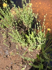 Hypericum denticulatum