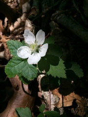 Rubus jaysmithii